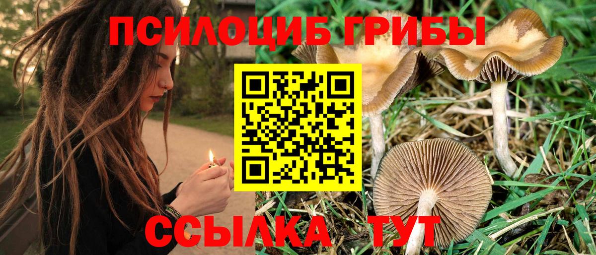 Галлюциногенные грибы Psilocybine cubensis Архангельск